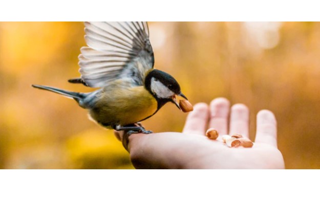 Feed the Birds Day